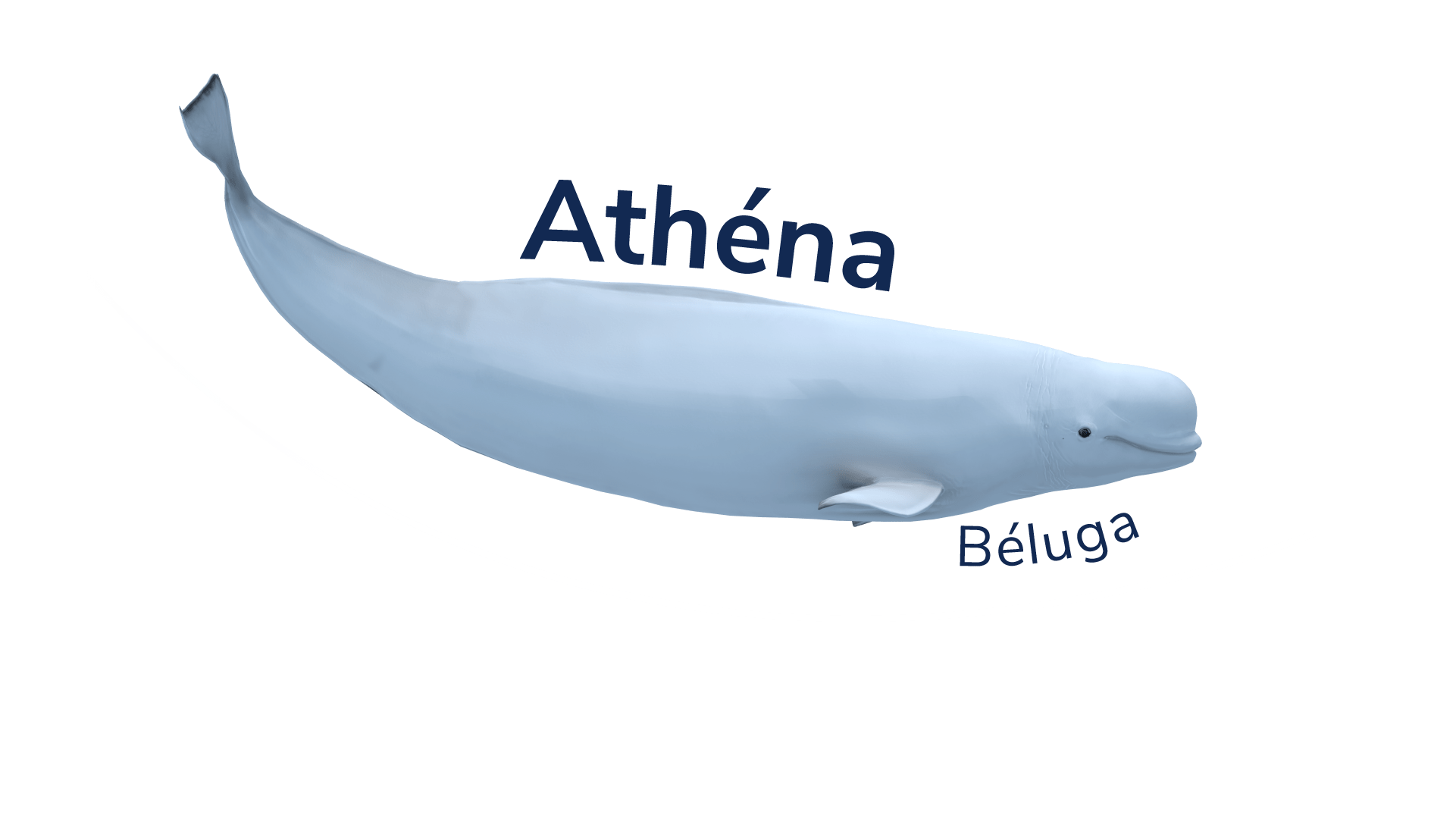 Athéna le béluga