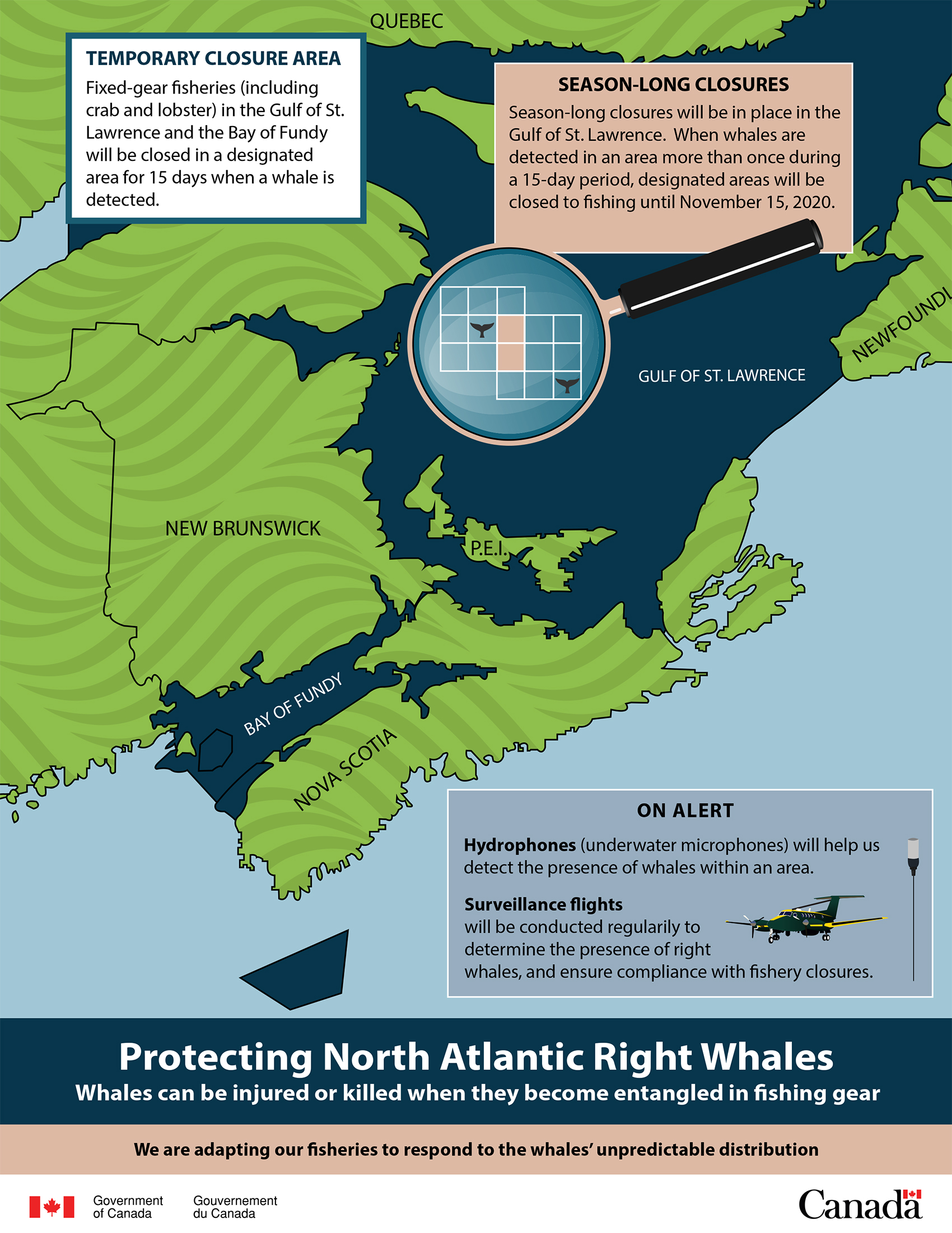 Government of Canada poster. Protecting North Atlantic Right Whales: Whales can be injured or killed when they become entangled in fishing gear. We are adapting our fisheries to respond to the whales’ unpredictable distribution. TEMPORARY CLOSURE: Fixed-gear fisheries (including crab and lobster) in the Gulf of St. Lawrence and the Bay of Fundy will be closed in a designated area for 15 days when a whale is detected. SEASON-LONG CLOSURES: Season-long closures will be in place in the Gulf of St. Lawrence. When whales are detected in an area more than once during a 15-day period, designated areas will be closed to fishing until November 15, 2020. ON ALERT: Hydrophones (underwater microphones) will help us detect the presence of whales within an area. Surveillance flights will be conducted regularly to determine the presence of right whales, and ensure compliance with fishery closures.