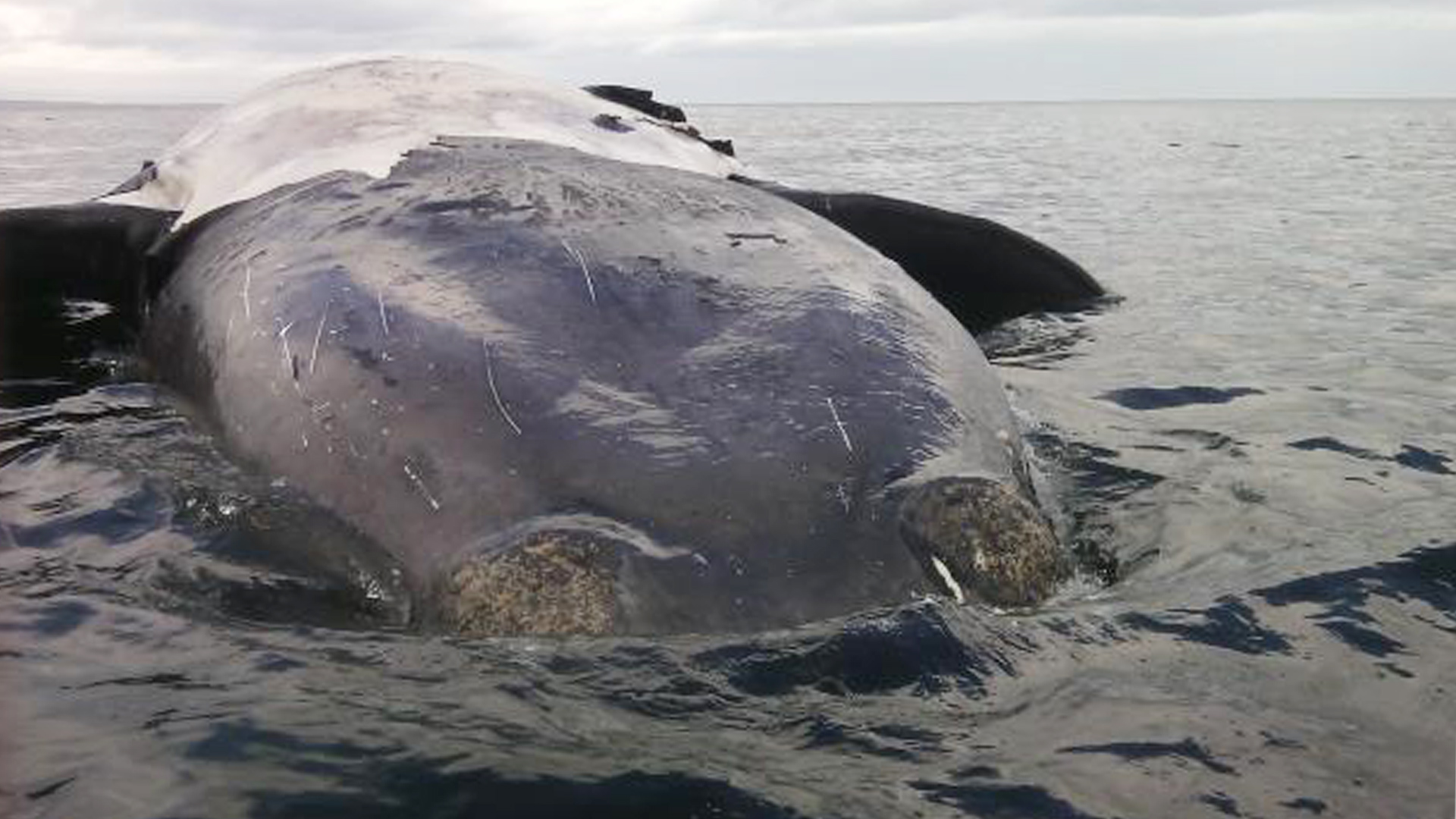 Photo d'une carcasse de baleine noire flottant à la surface de l’eau.