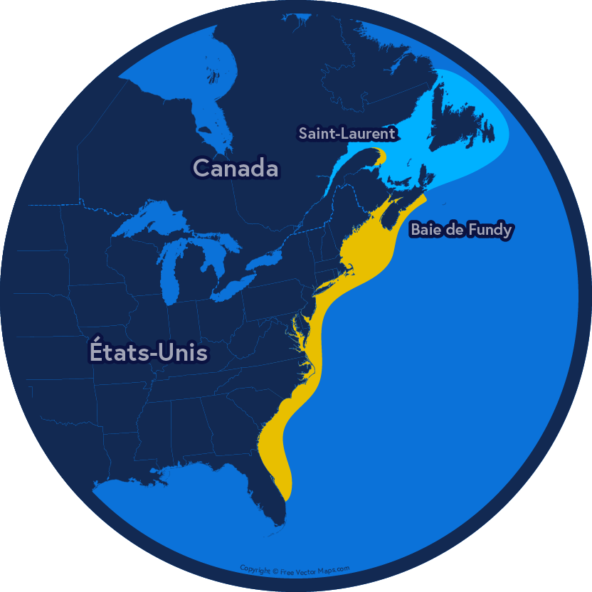 Carte de la côte Est du Canada et des États-Unis. Une zone de répartition jaune s'étend le long de la côte entre la Floride et la baie de Fundy. Une zone jaune se trouve également au bout de la péninsule gaspésienne. Une zone bleu entoure Terre-Neuve et le reste du Saint-Laurent.