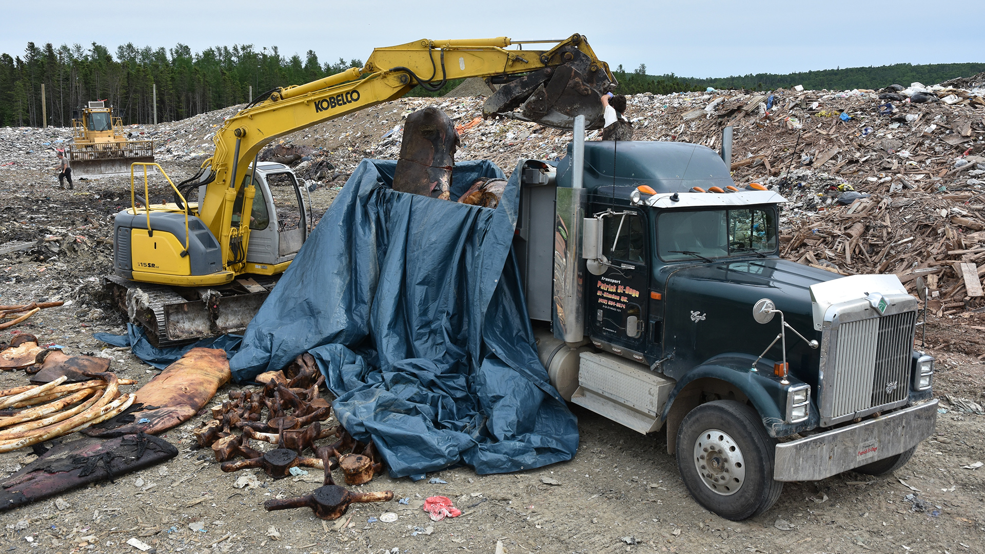 An excavator loads the whale’s bones into a truck.