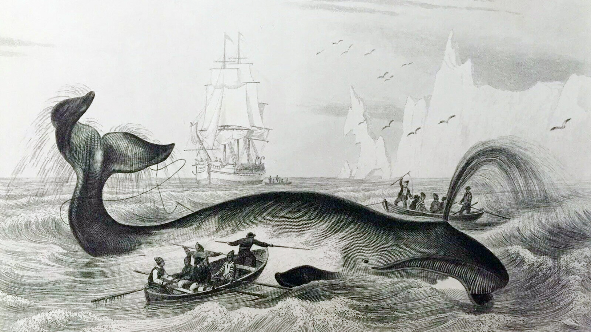 Voiliers et canots utilisés pour la chasse à la baleine.