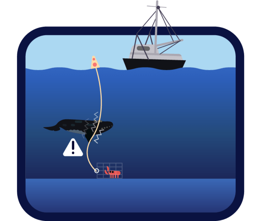Schéma montrant un casier de pêche au fond de l’eau relié par du cordage à une bouée en surface. Une baleine noire rencontre le cordage dans la colonne d’eau.