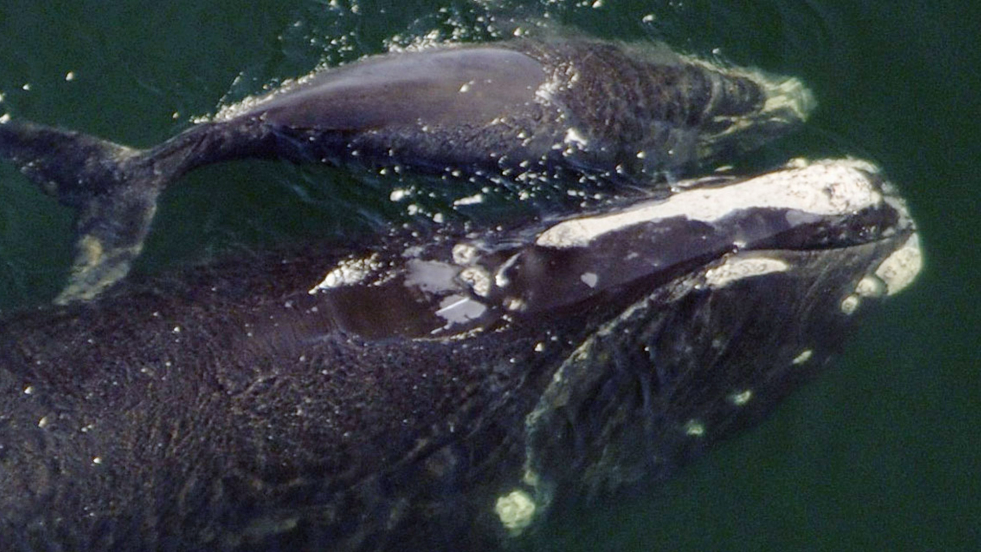 Tête d’une baleine noire visible en transparence dans l’eau avec un baleineau à ses côtés. Le dessus de sa tête avec son évent fait surface, mais ses narines sont toujours fermées.
