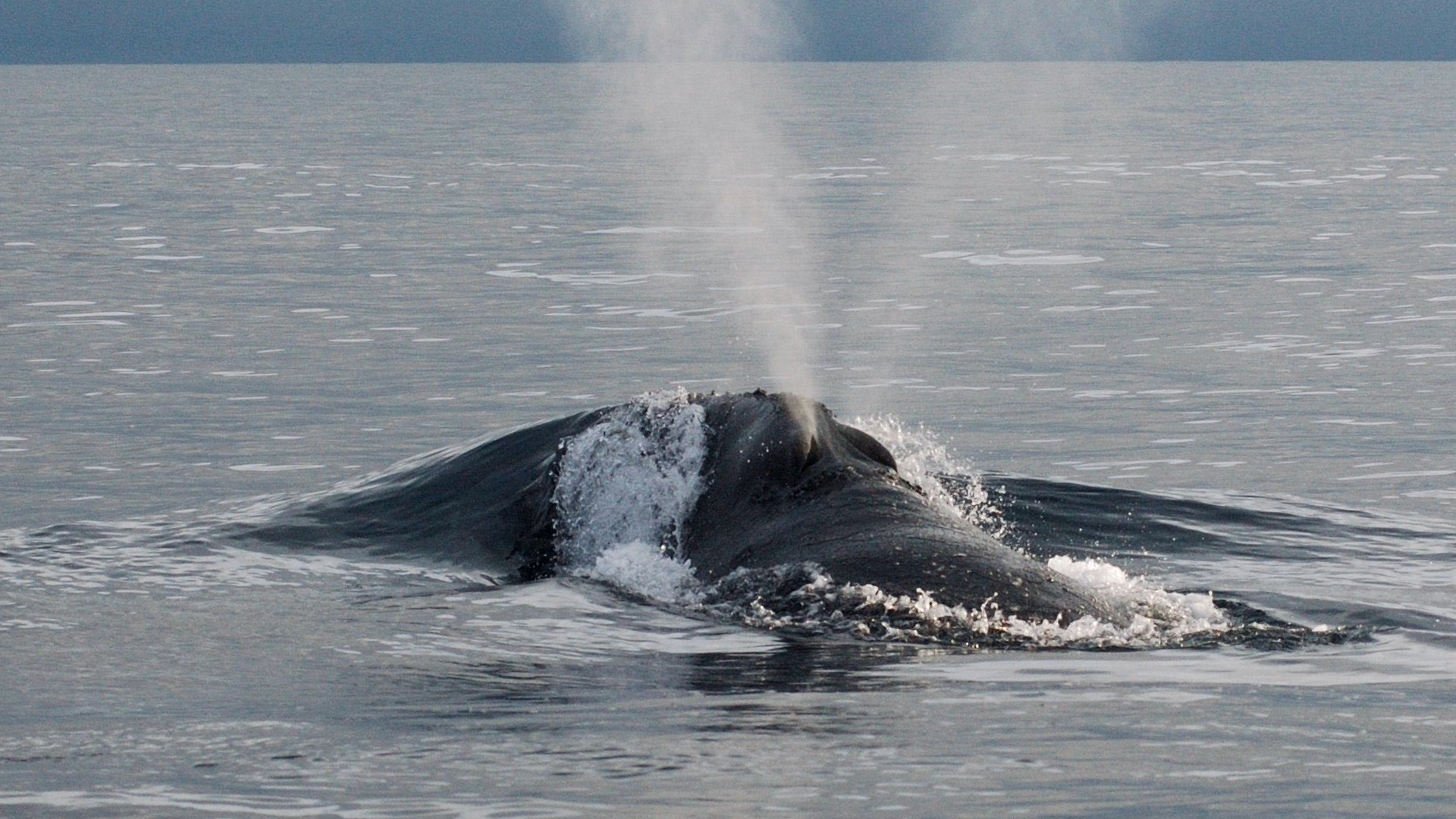 The top of a right whale’s head emerges. Both nostrils of its blowhole are wide open and the whale’s V-shaped spout is clearly visible.