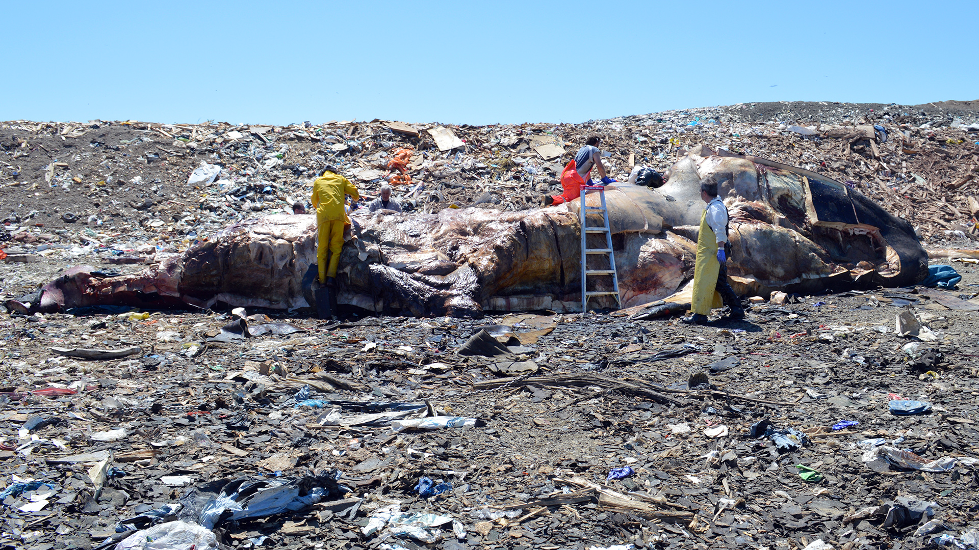 Three people flense a whale carcass at a landfill amidst heaps of garbage.