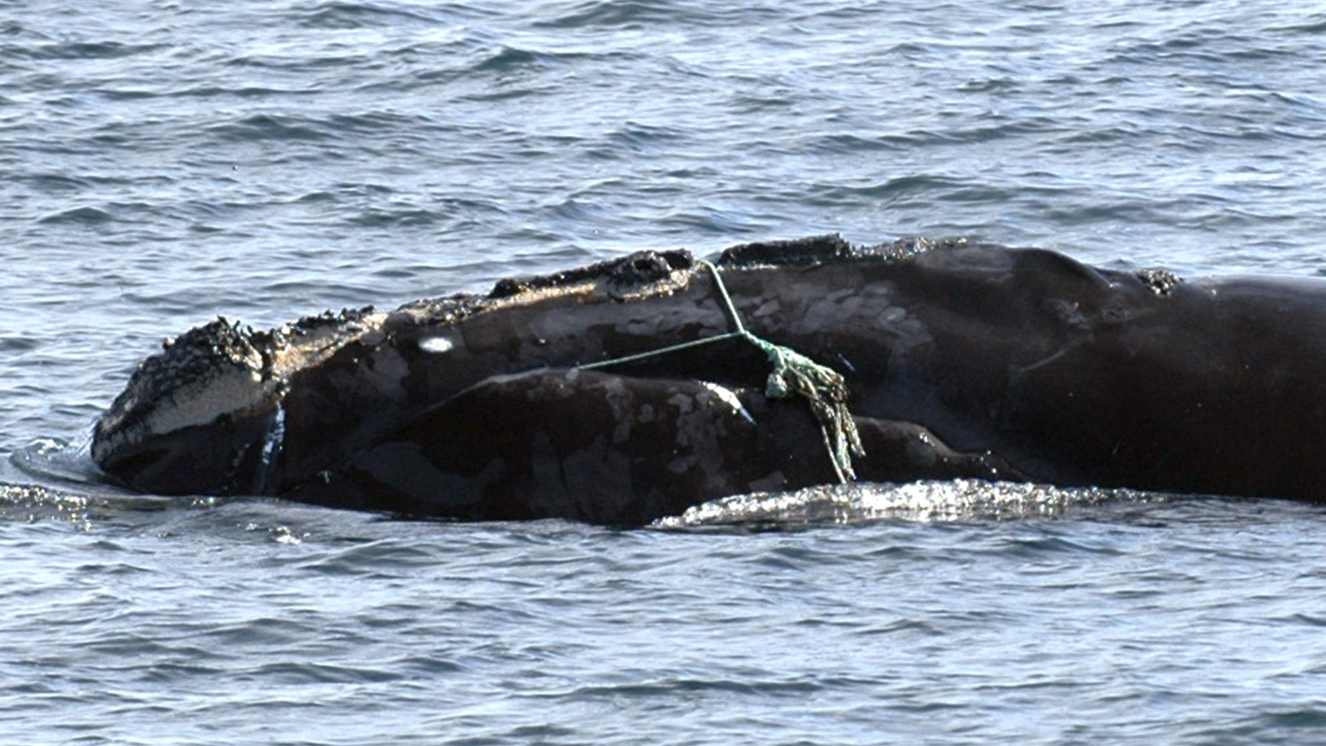 Photo showing the head of a right whale with a rope wrapped around its upper jaw.