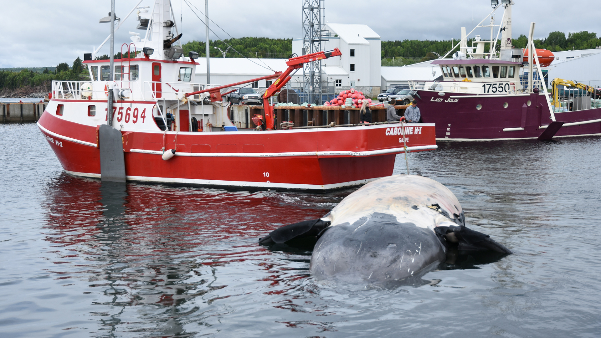 Un bateau (crabier) remorque une carcasse de baleine noire qui flotte sur le dos.