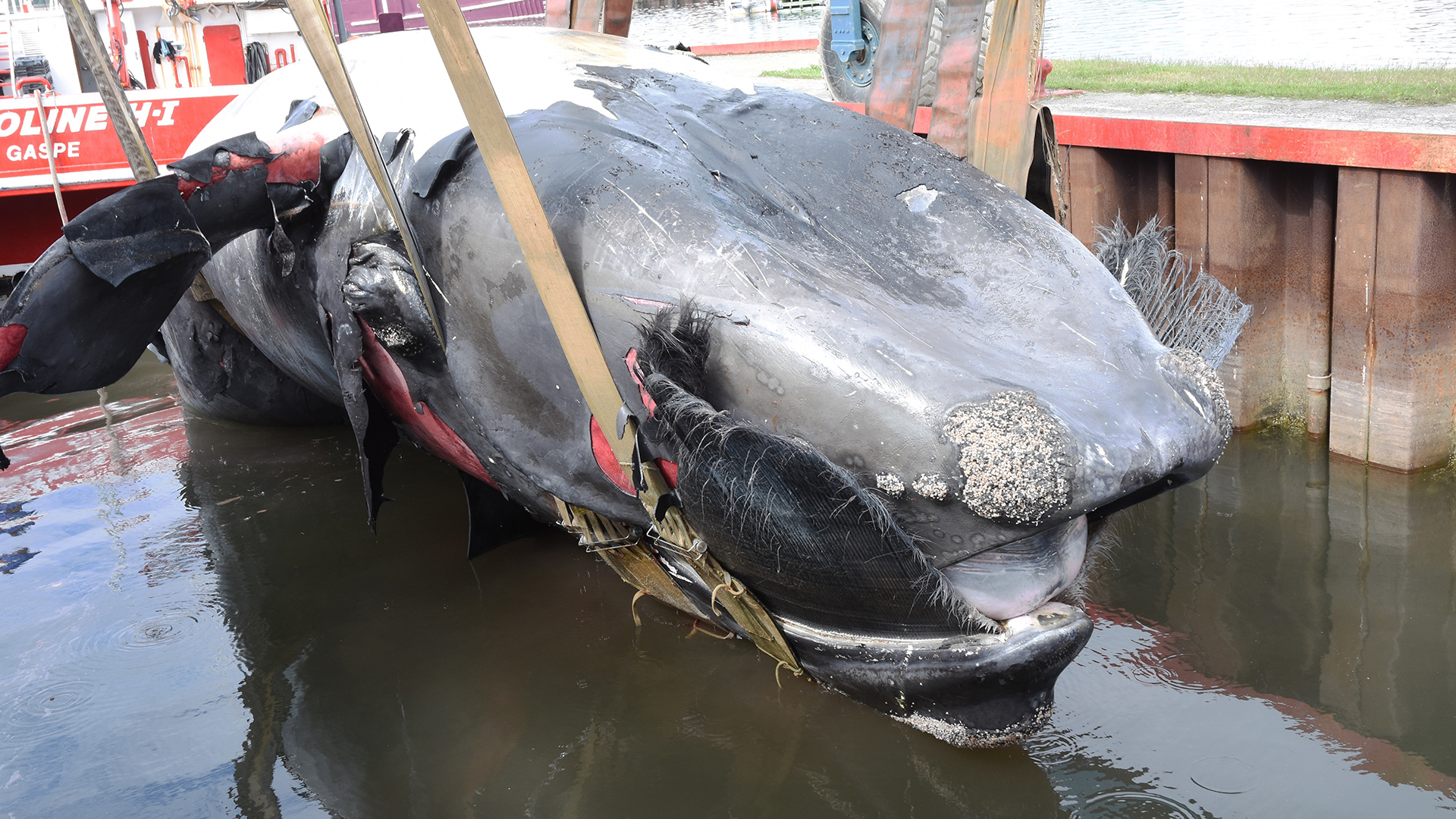 Une carcasse de baleine noire est suspendue hors de l’eau par de larges sangles.