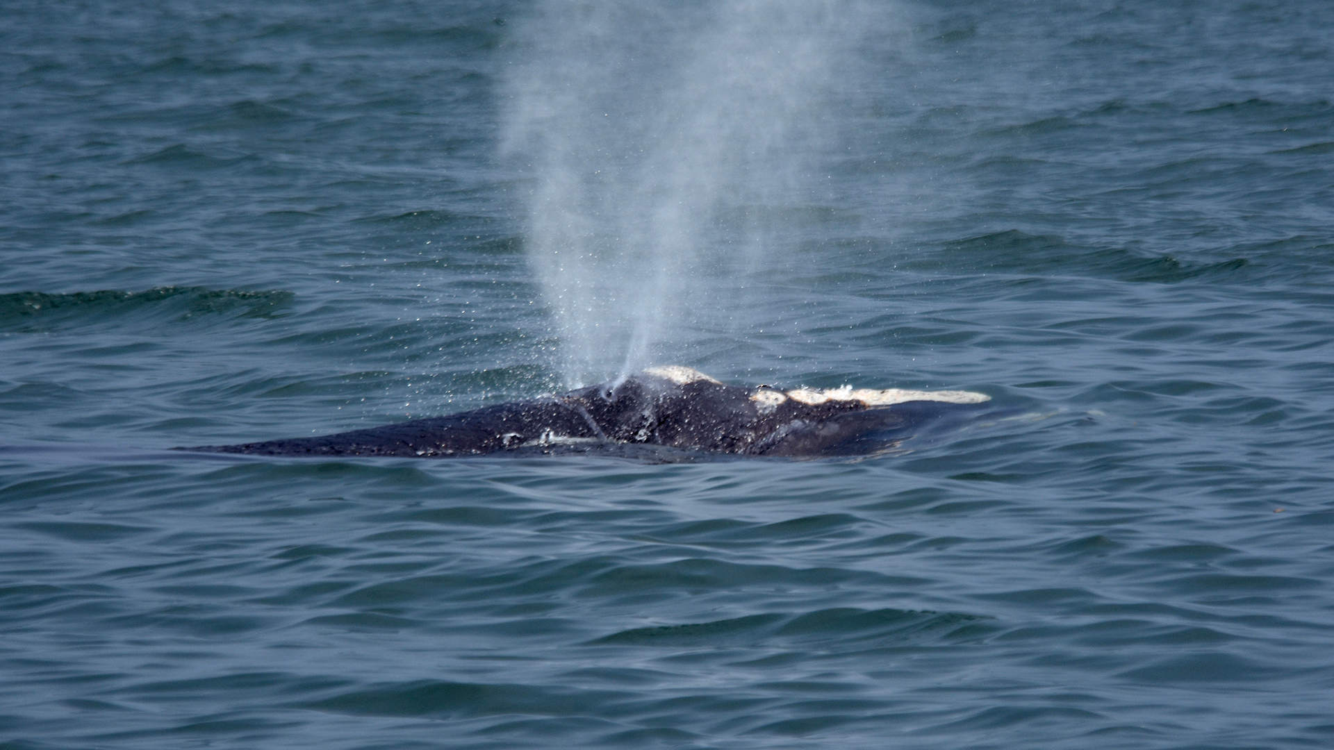 Photo showing the top of a right whale’s head and its V-shaped spout.
