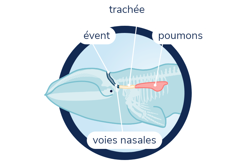 Schéma du système respiratoire de la baleine noire avec évent, voies nasales, trachée et poumons. Le devant du corps de la baleine et son squelette sont visibles en transparence.