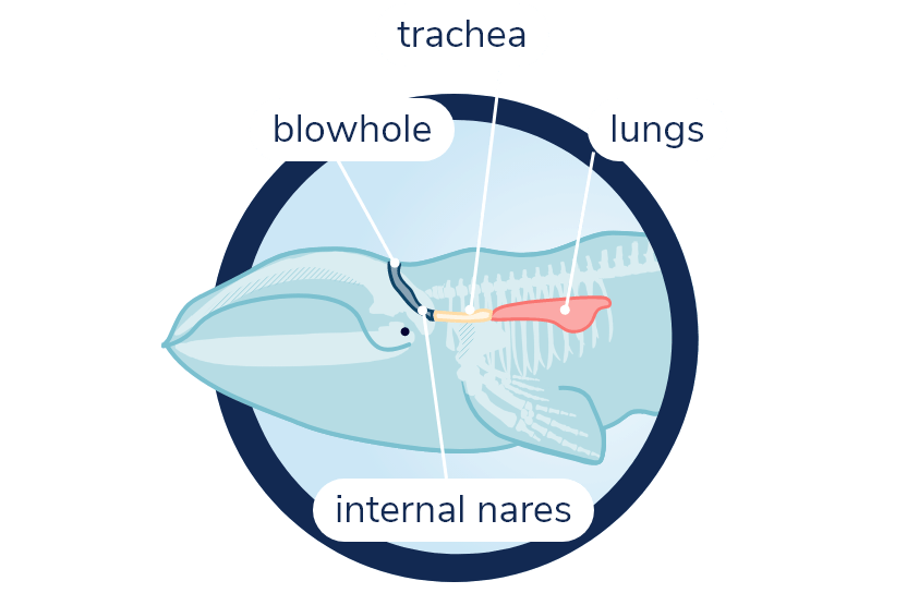 Diagram of the right whale’s respiratory system with blowhole, nasal passages, trachea and lungs. Transparent view of the front half of the whale’s body and its skeleton.