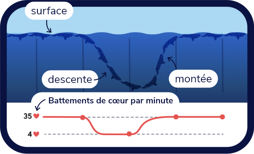 Schéma suivant la trajectoire de plongée d'une baleine noire. En surface, son rythme cardiaque est de 35 battements par minute, en profondeur, son rythme cardiaque descend à 4 battements par minute.