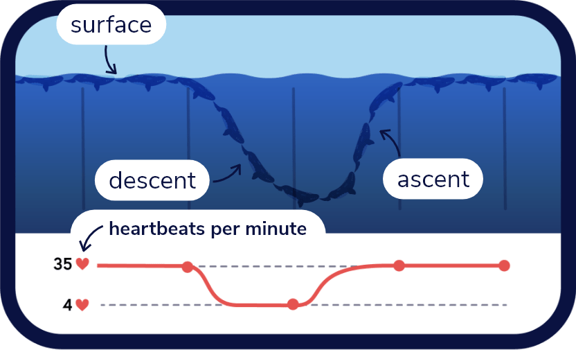 Diagram of the diving trajectory of a right whale. At the surface, its heart beats 35 times a minute, while in deep water, it slows to 4 beats a minute.