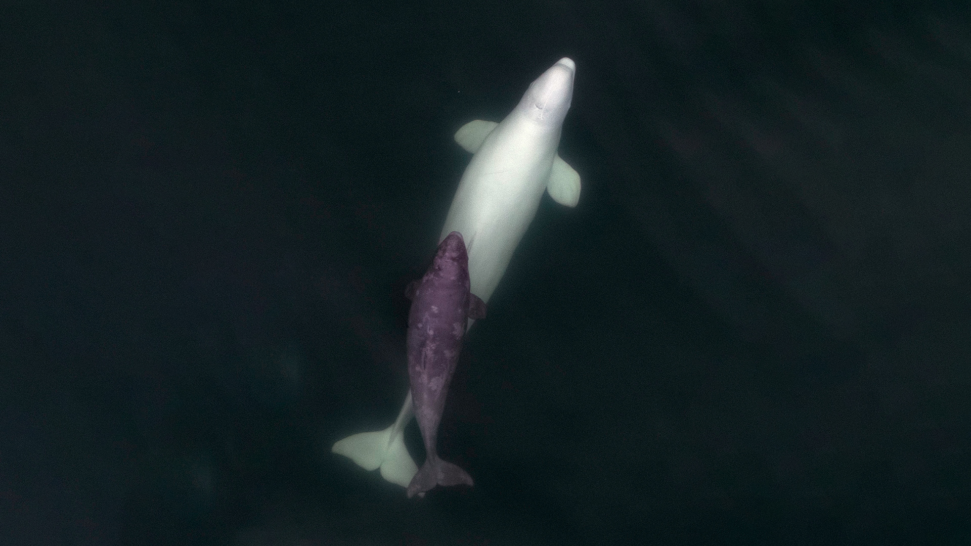 Aerial photo of a white beluga with a bluish-grey calf that is slightly more than half the size of the adult.