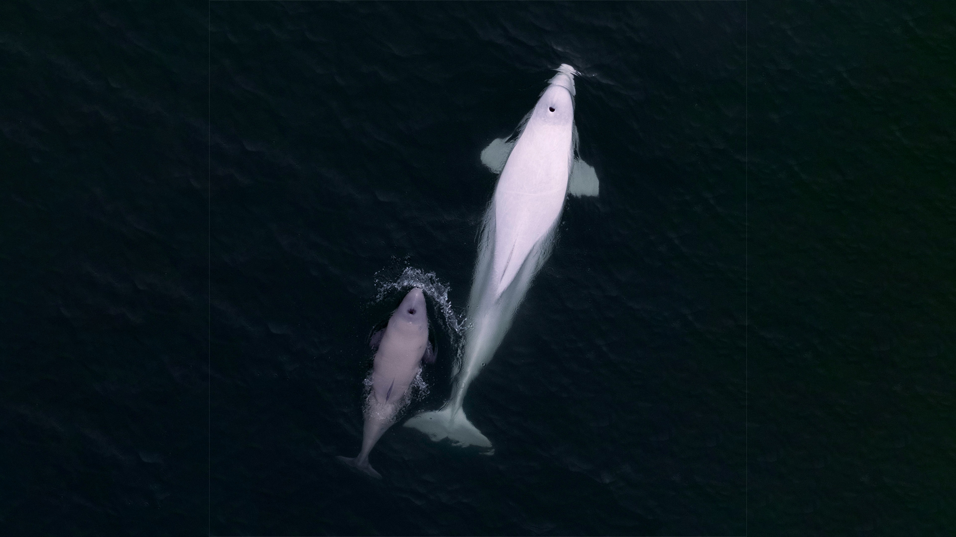 Aerial photo of a white beluga with a calf that is the colour of café au lait and about half the size of an adult.