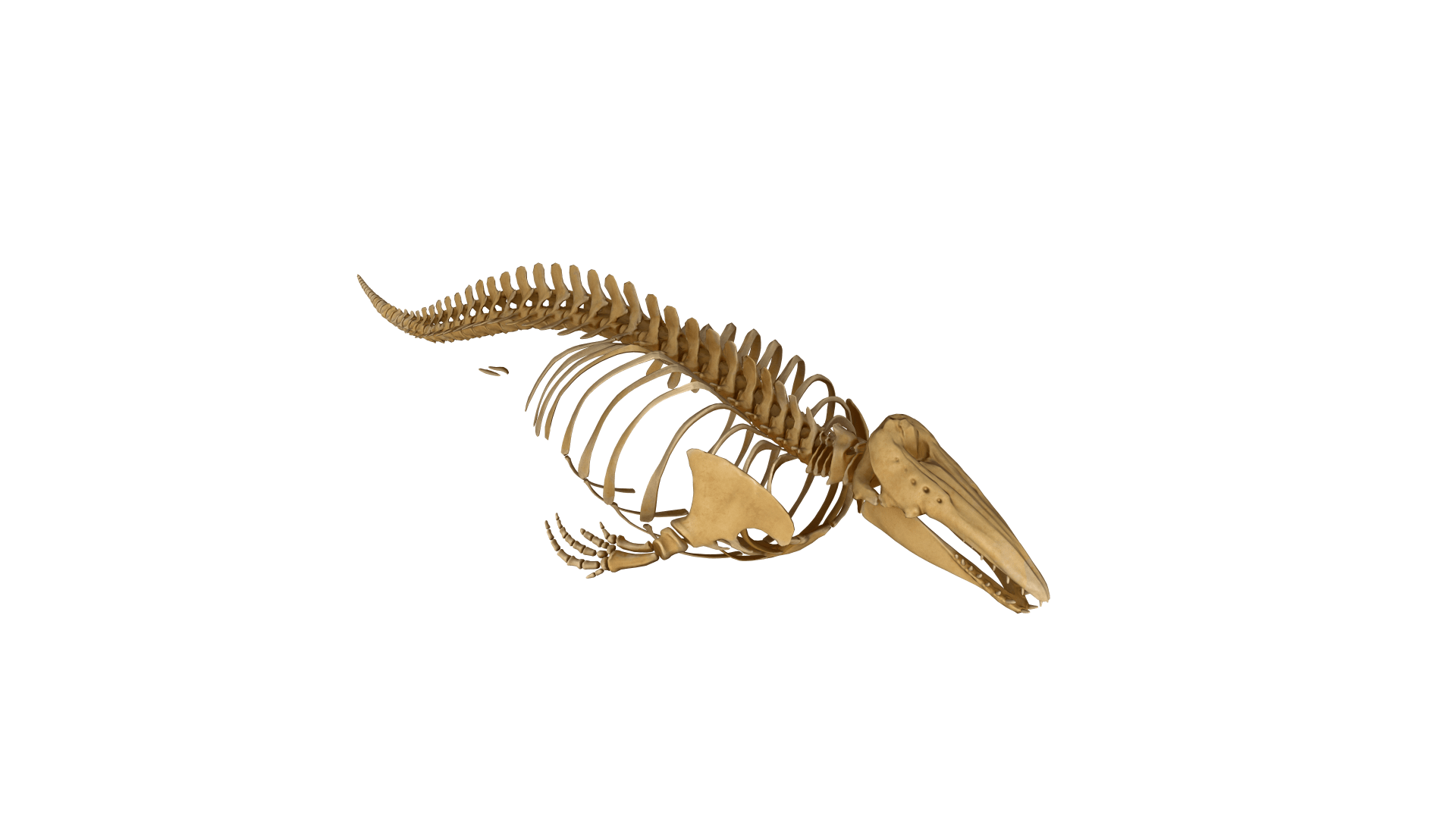 Photo of a beluga skeleton