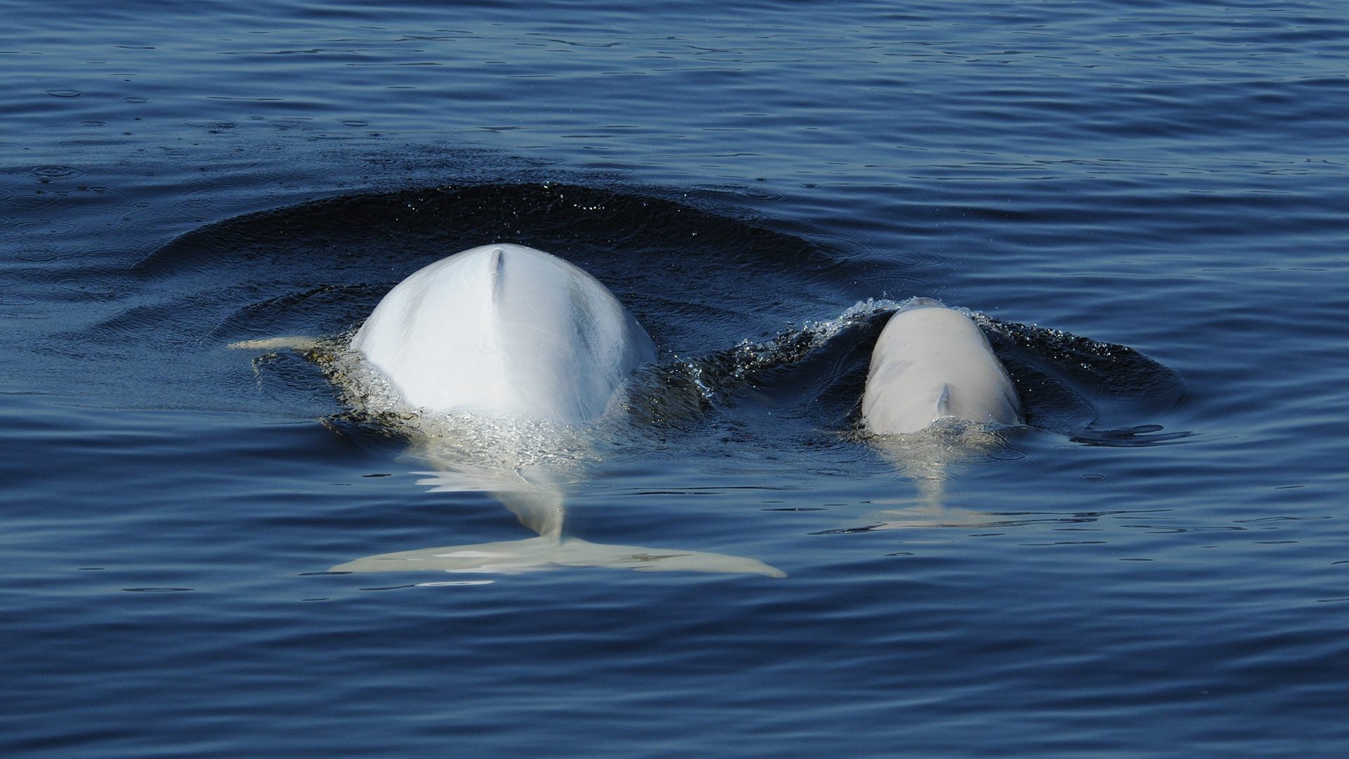 Image showing a female beluga with a calf at her side.