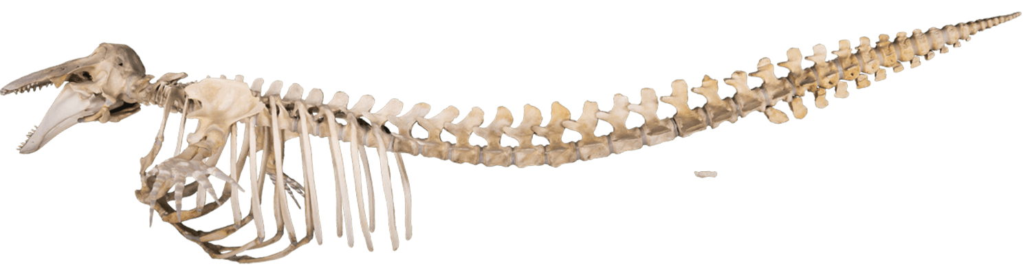 Beluga skeleton photo