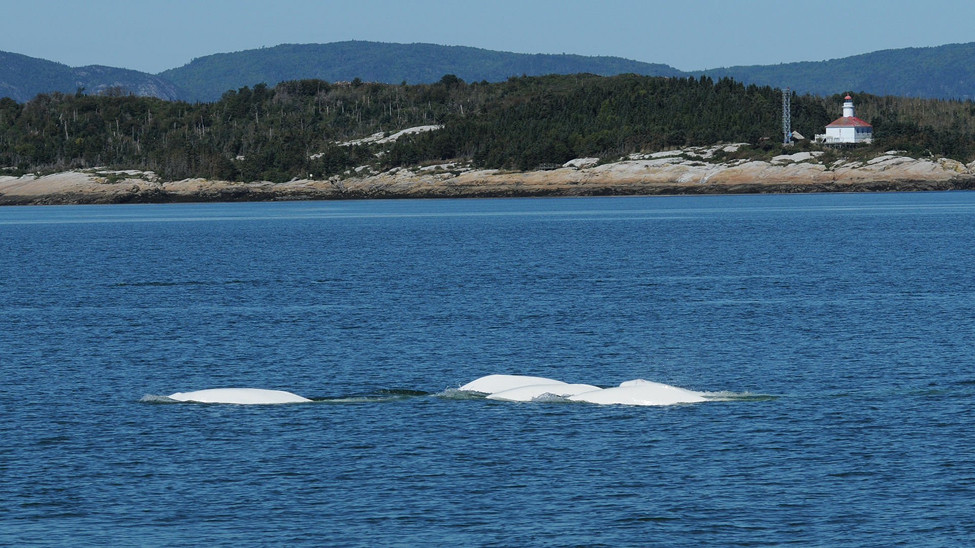 The white backs of five belugas break the surface. The rocky shoreline can be seen in the background.