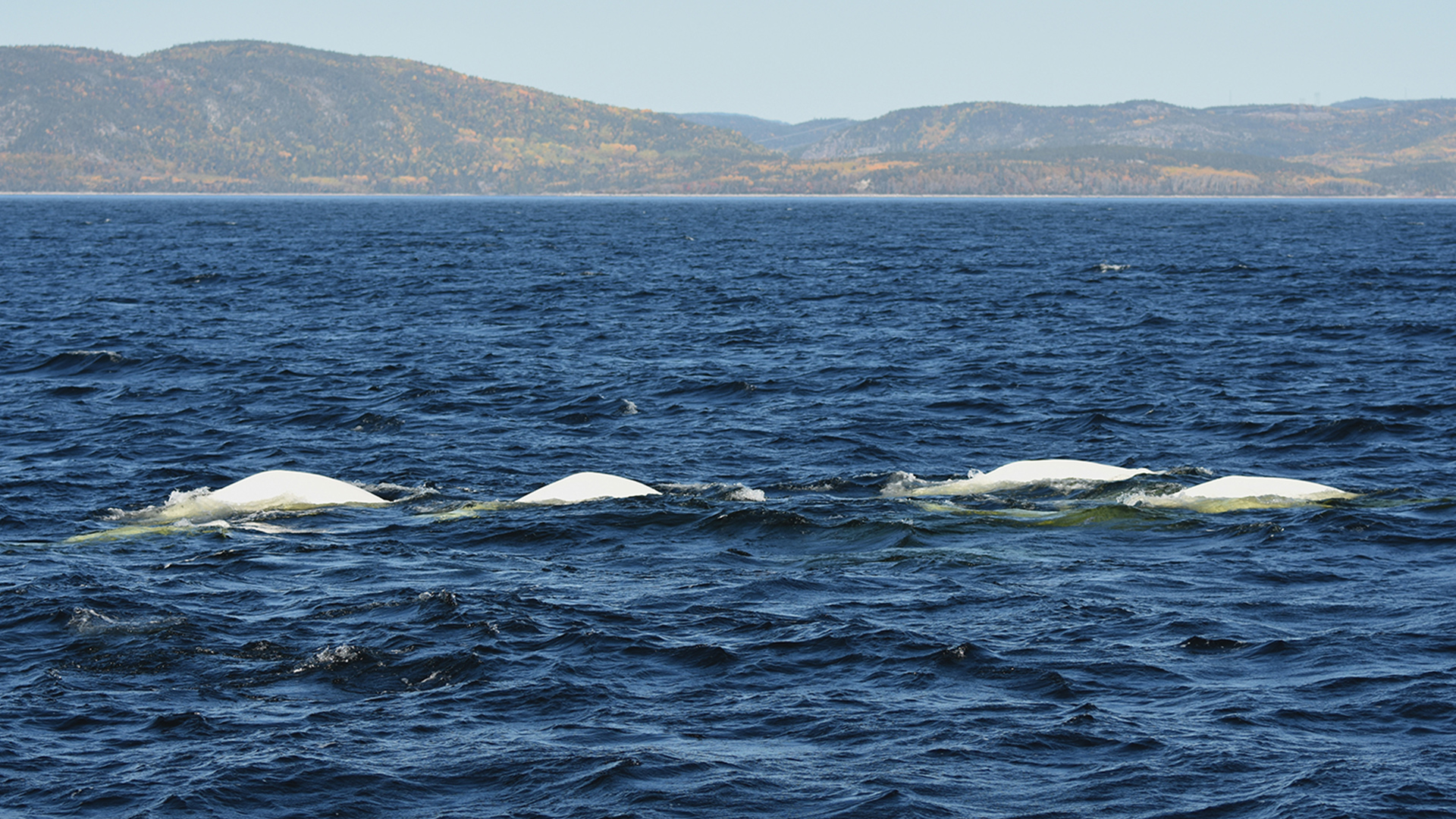 Near a mountainous shoreline, the white backs of four belugas break the surface and another two can be seen through the clear water.