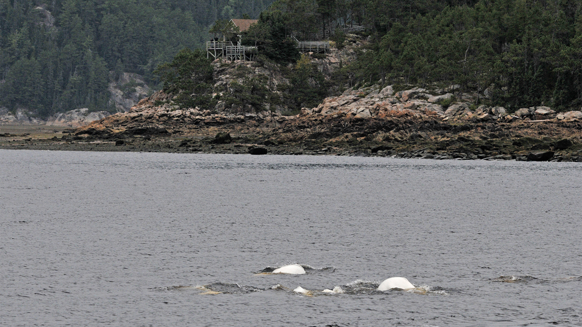 The white backs of two belugas appear, two are visible through the clear water and two more barely pierce the surface. They are swimming near a rocky shore.