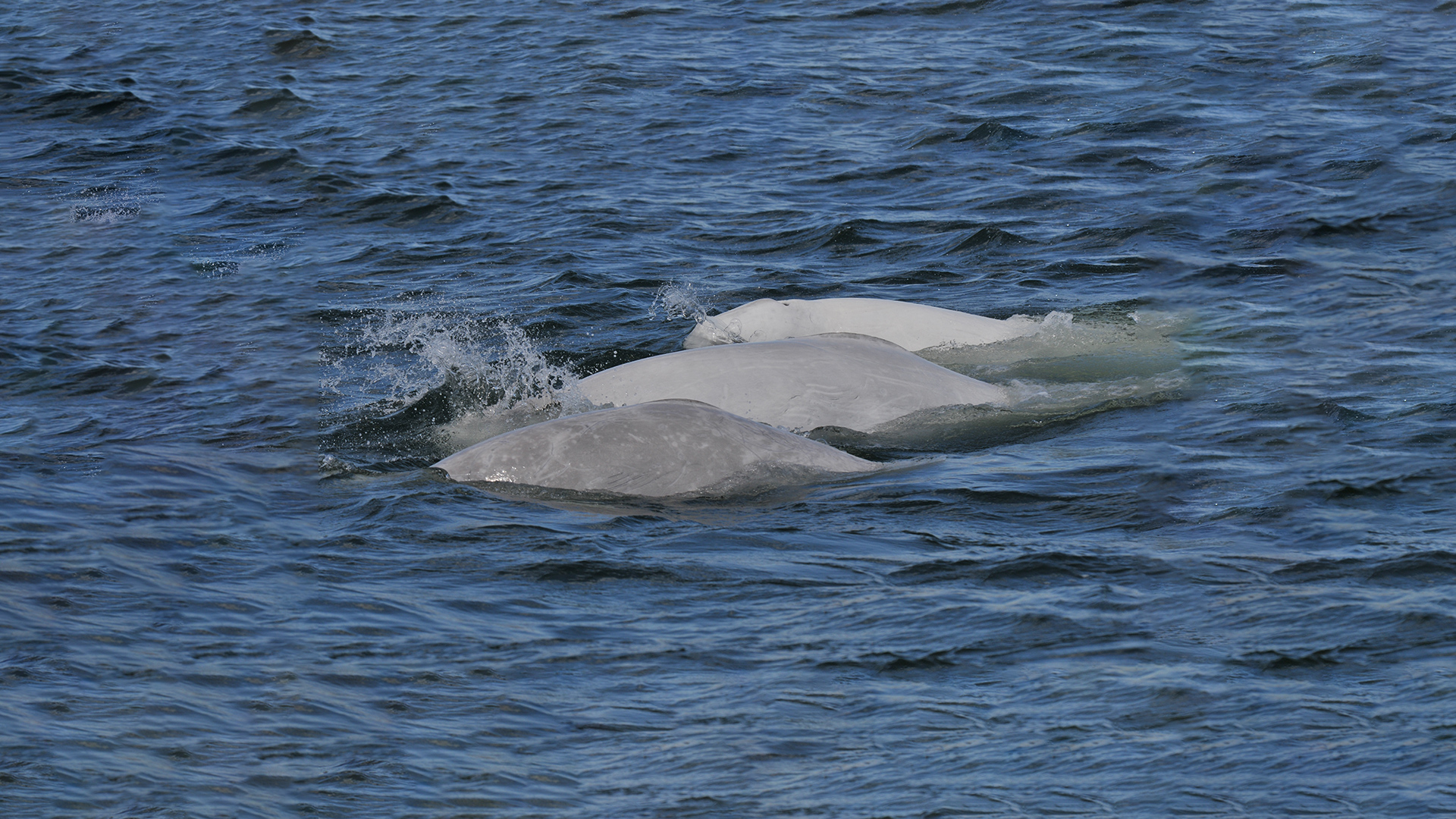 Photo of the backs of three belugas: one dark grey, one pale grey and one almost completely white.