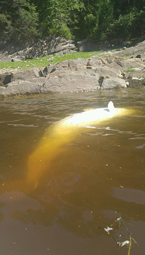 Photo of a beluga carcass floating near a rocky shore.