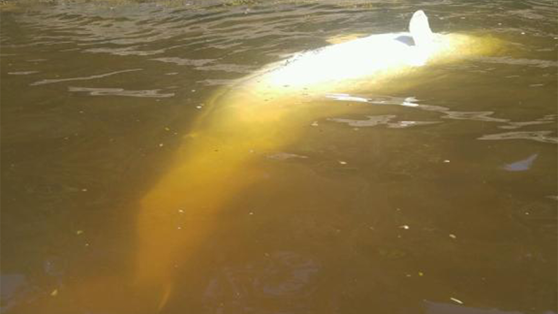Photo of a beluga carcass floating near a rocky shore.