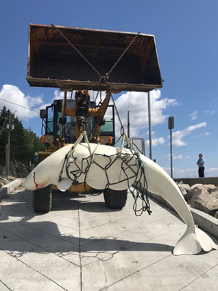 Photo of a beluga carcass being lifted with a net and a backhoe.