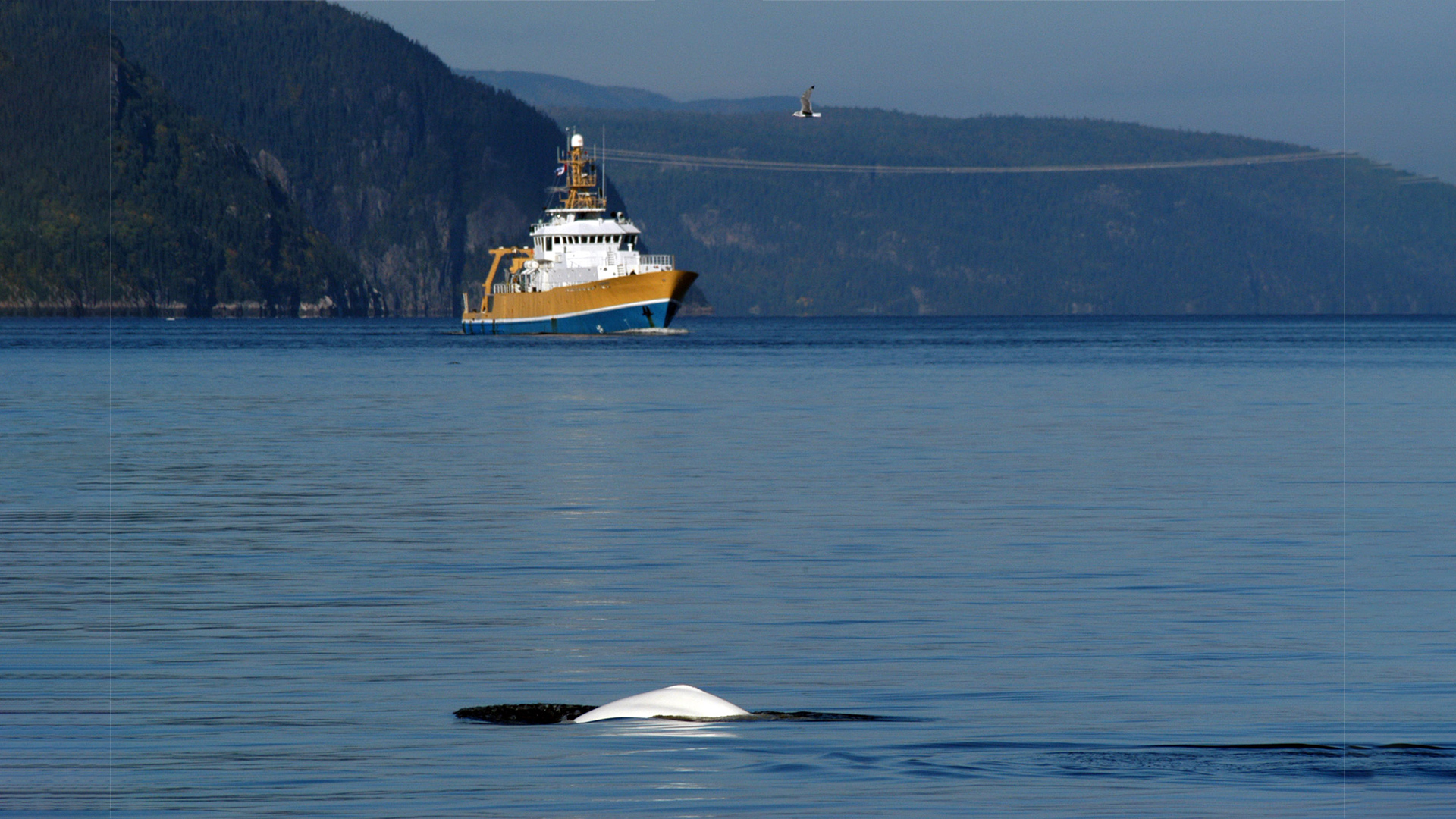 Photo of a beluga (foreground) and a boat (background).