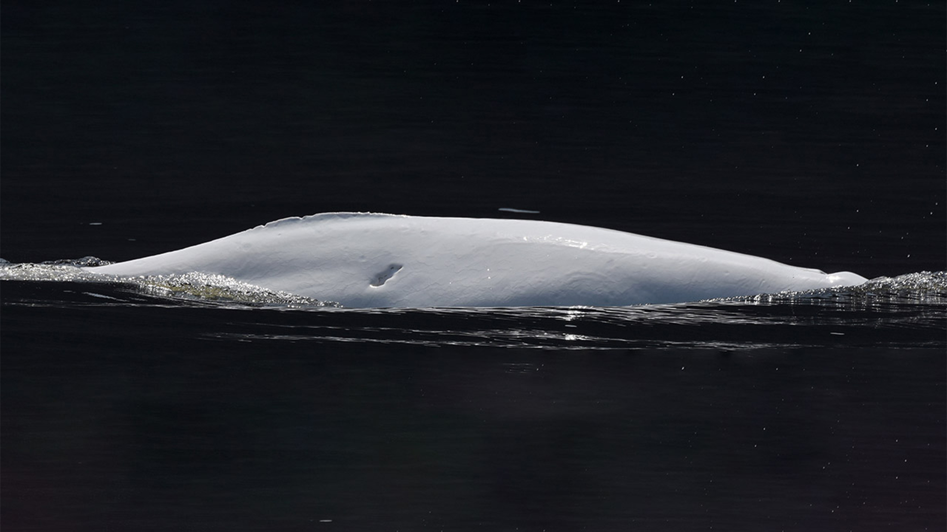 White back of a beluga. A deep scar with a jagged edge can be seen on her side.