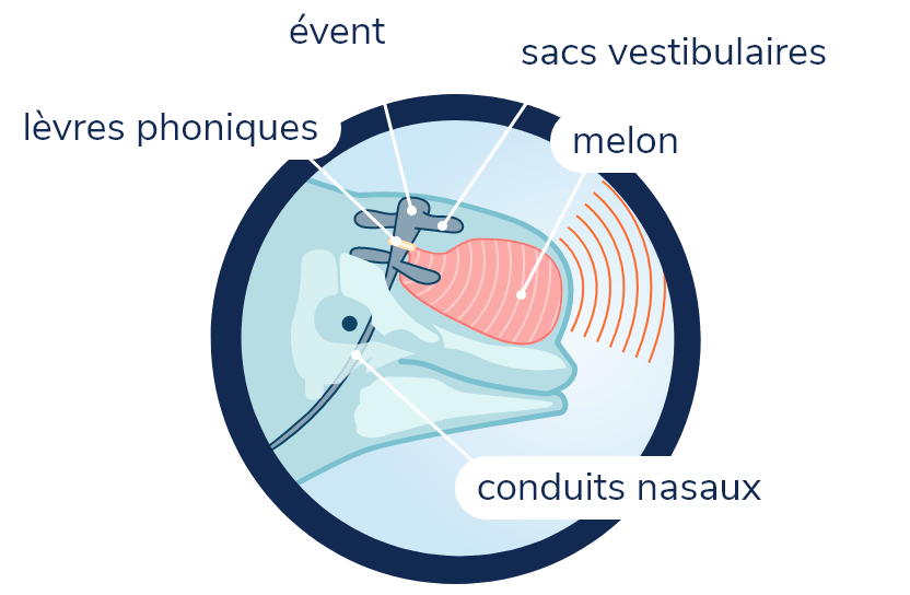 Anatomie de la production de son chez le béluga. La silhouette du béluga et son crâne sont visibles en transparence. L'organe du melon crée une protubérance arondie sur le devant de la tête. Derrière, les conduits nasaux, partent de l'évent sur le dessus de la tête et traversent le crâne. Dans la partie supérieure des conduits nasaux se trouvent de petites poches nommées sacs vestibulaires. Un conduit nasal a deux paires de sacs vestibulaires séparés par les lèvres phoniques.