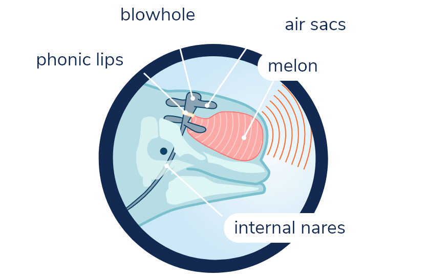 Anatomy of sound production organs in the beluga. Transparent view of beluga silhouette and its skull. The melon creates a rounded protuberance at the front of the head. Behind this are the nasal passages, which start from the blowhole on the top of the head and pass through the skull. In the upper part of the nasal passages are small pouches called vestibular sacs. A nasal tract has two pairs of vestibular sacs separated by the phonic lips.