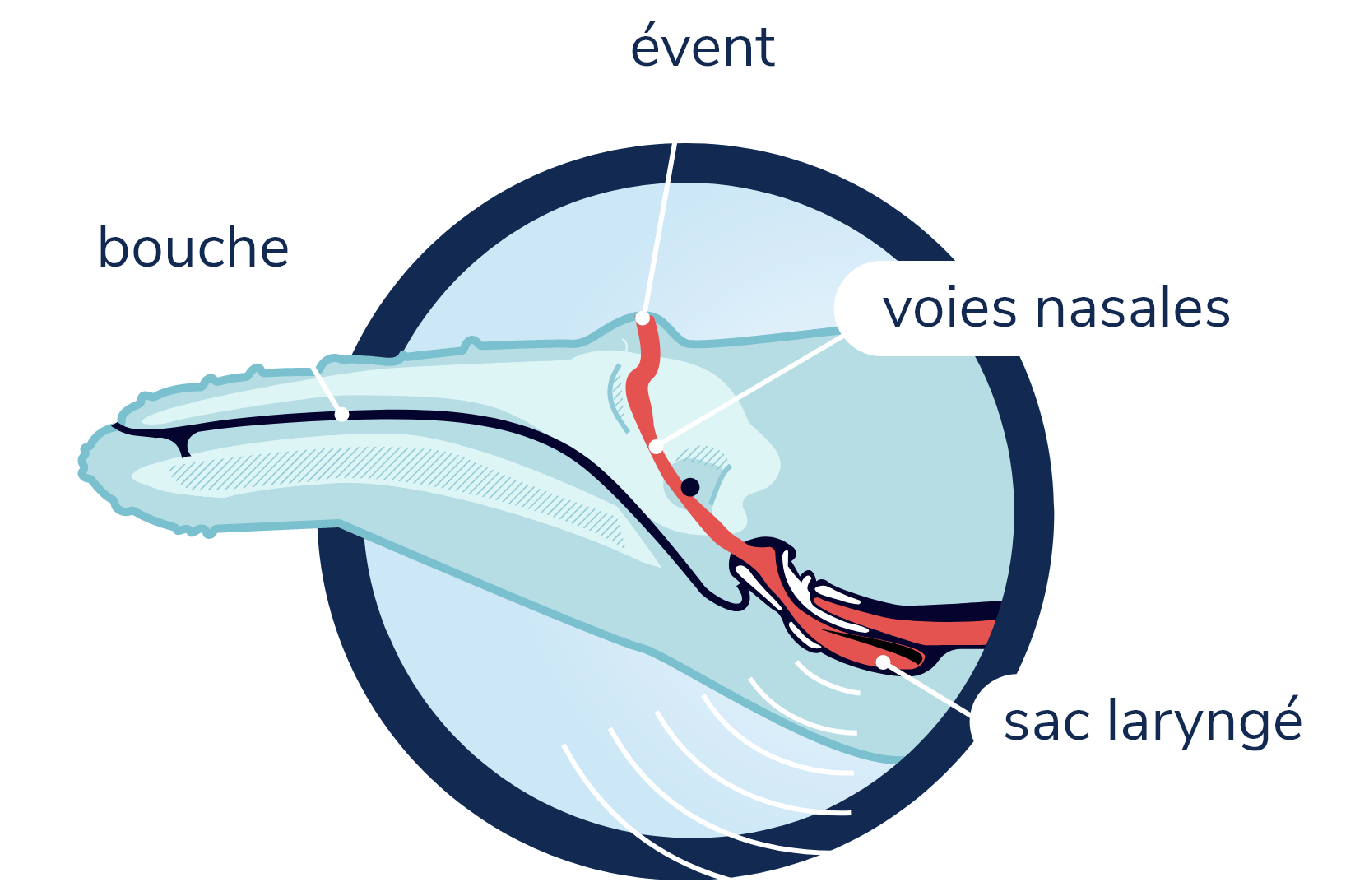 Anatomie de la production de son chez les baleines à fanons. La silhouette d'un rorqual à bosse et son crâne sont visibles en transparence. Les voies nasales partent de l'évent sur le dessus de la tête et traversent le crâne, descendant vers le larynx. Au niveau du larynx se trouve le sac laryngé d'où son émis les sons.