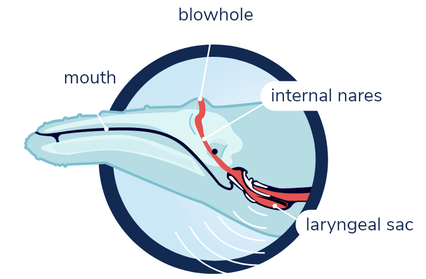 Anatomy of sound production organs in baleen whales. Transparent view of a humpback whale silhouette and its skull. The nasal passages start from the blowhole on the top of the head and pass through the skull and down to the larynx. In the larynx lies the laryngeal sac, from which sounds are emitted.