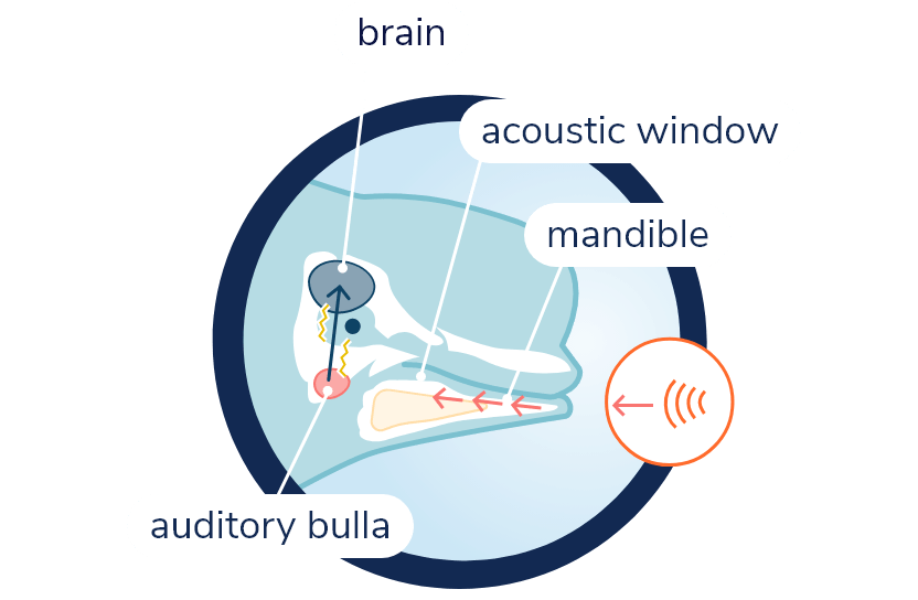 Anatomy of a beluga’s hearing system. Transparent view of beluga silhouette and its skull. Sounds are received by the lower jaw and pass through the acoustic window inside this jaw. They are subsequently transmitted to the tympanic bulla located at the base of the skull. The tympanic bulla then sends the nerve signal to the brain.