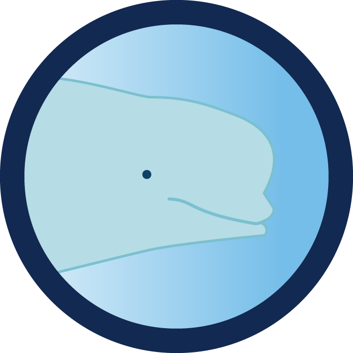 Beluga illustration