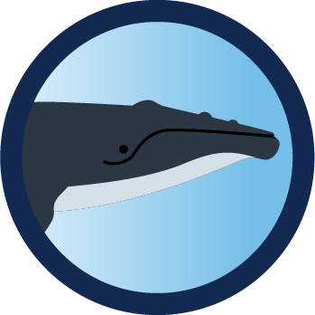 Humpback whale illustration