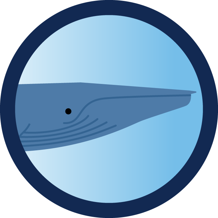 Blue whale illustration