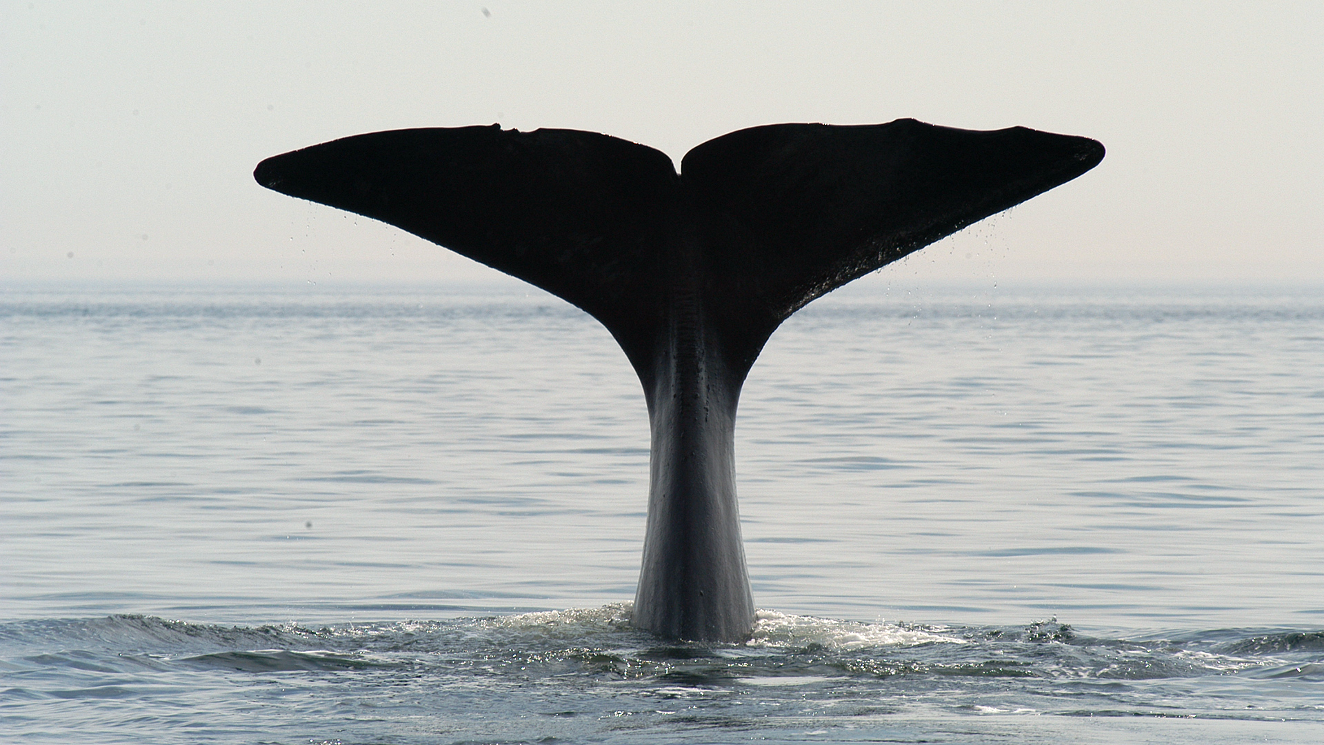 Photo of the tail of a sperm whale getting ready to take a dive.