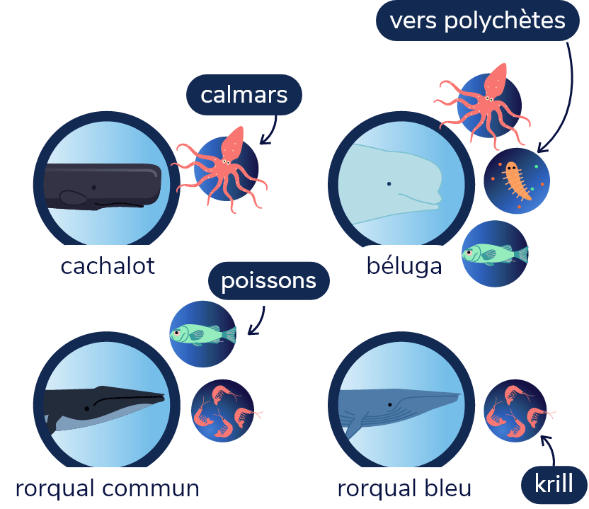 Schéma de quatre espèces de baleines et leurs principales proies
Cachalot: calmars
Béluga: poissons, petits calmars, vers polychètes
Rorqual commun: poissons, krill
Rorqual bleu: krill