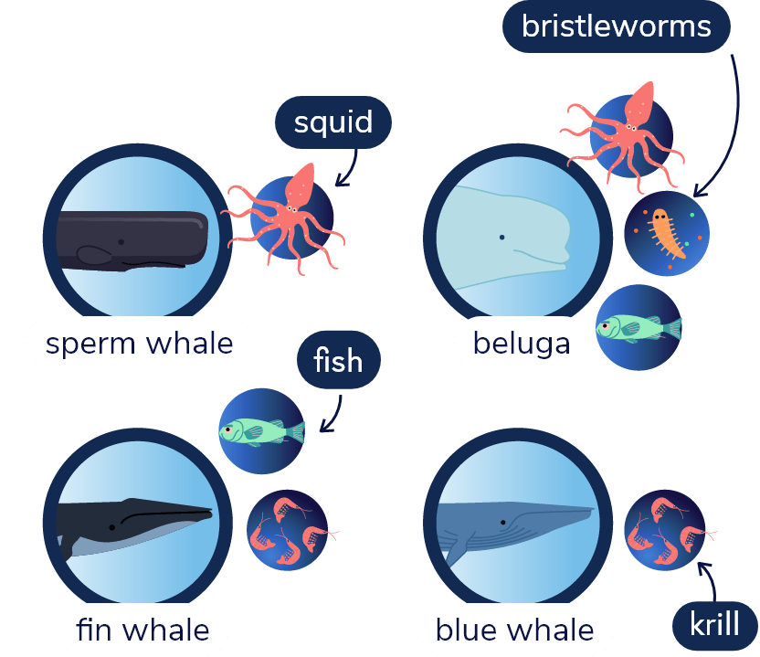 Diagram of four species of whales and their main prey
Sperm whale: squid
Beluga: fish, small squid, polychaetes (bristle worms)
Fin whale: fish, krill
Blue whale: krill