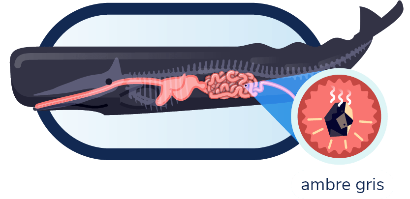 Schéma du cachalot avec son système digestif. On fait un gros plan sur l’ambre gris présent dans son intestin.