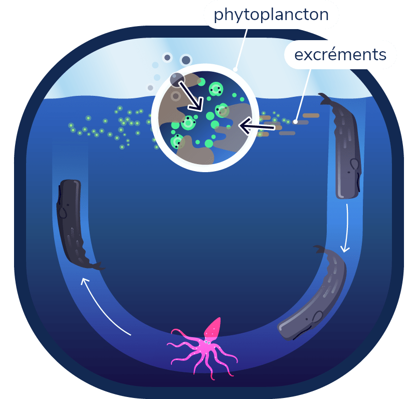 Schéma montrant un cachalot qui s’alimente en profondeur, mais libère ses excréments en surface. Le phytoplancton pousse en surface en utilisant les excréments, la lumière et le CO2.