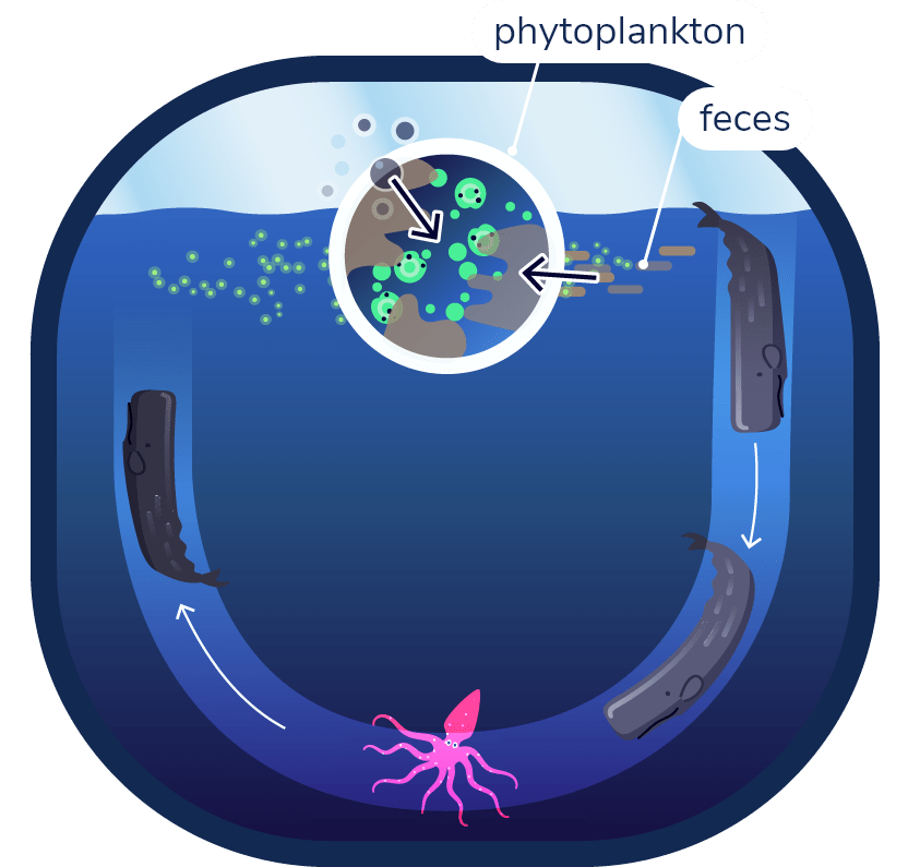 Diagram showing a sperm whale that forages in deep water but defecates near the surface. Phytoplankton grow on the surface thanks to feces, light and CO2.