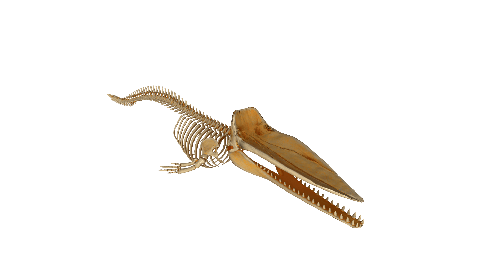 Photo of a sperm whale skeleton