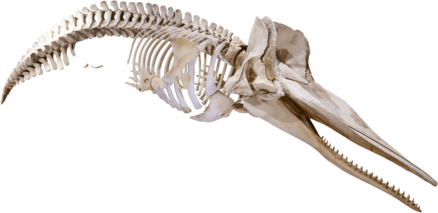 Photo of a sperm whale skeleton