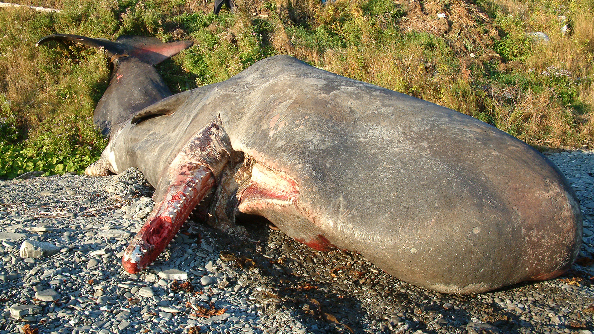Photo of a sperm whale carcass on shore, with its head in the foreground.