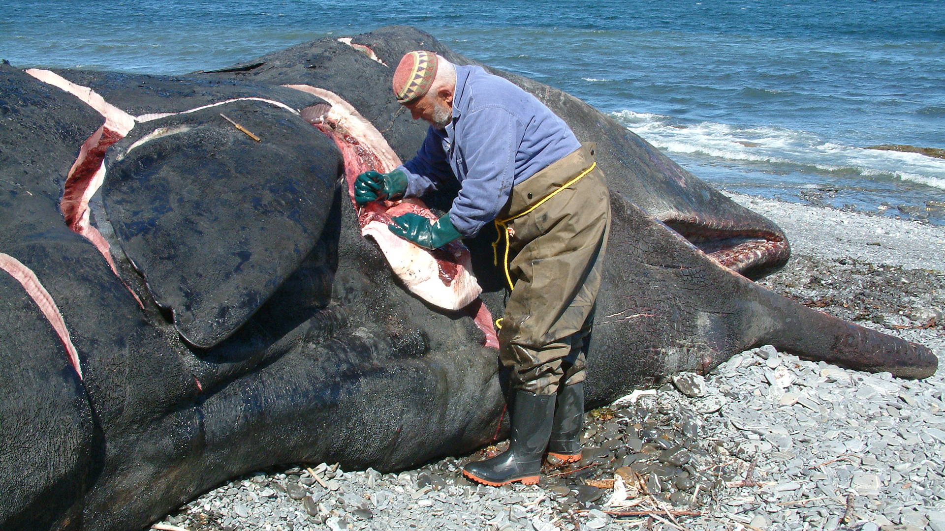 A man begins flensing the sperm whale carcass by removing a chunk of blubber.